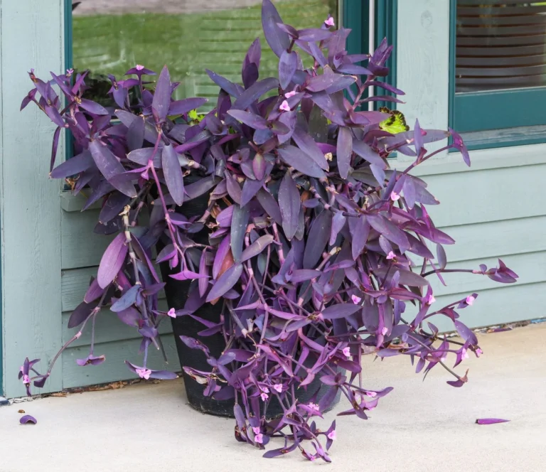 Striking purple heart plant in a pot outside a building, showcasing vivid purple foliage.
