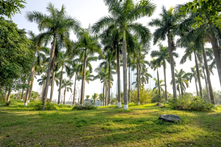 Verdant tall palms growing in grassy lush tropical park on sunny summer weather