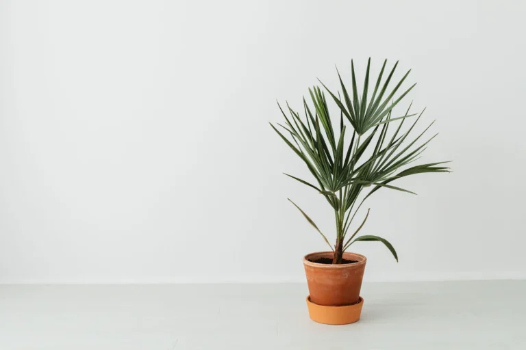 A minimalist interior shot featuring a potted palm plant in a terracotta pot against a white background.