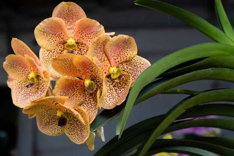 Closeup of pink and yellow orchid flowers with green leaves growing against blurred background