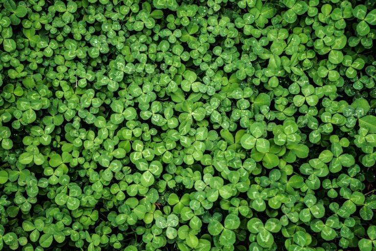 Vibrant green clover leaves creating a dense, natural pattern with dew drops.