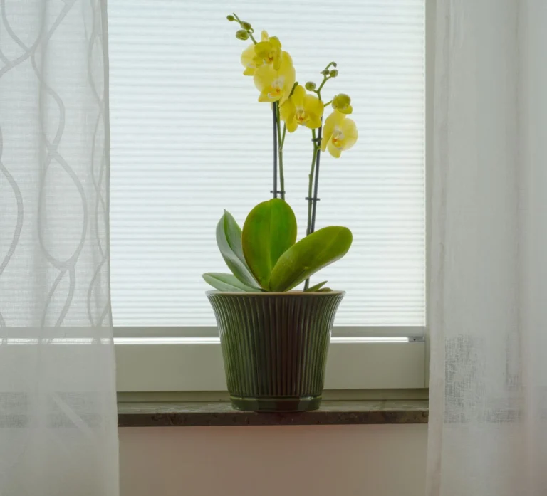 Bright yellow orchid in a green pot on a window sill with white curtains.