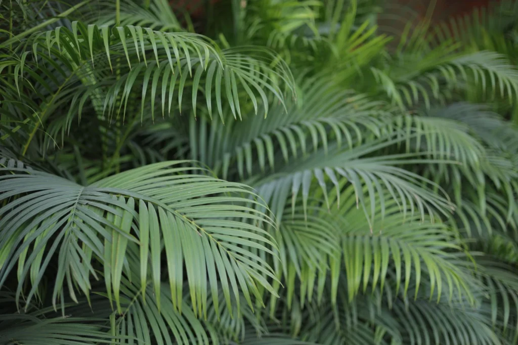 Dense arrangement of tropical palm leaves showcasing vibrant green hues.