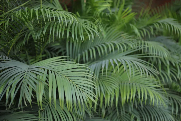 Dense arrangement of tropical palm leaves showcasing vibrant green hues.